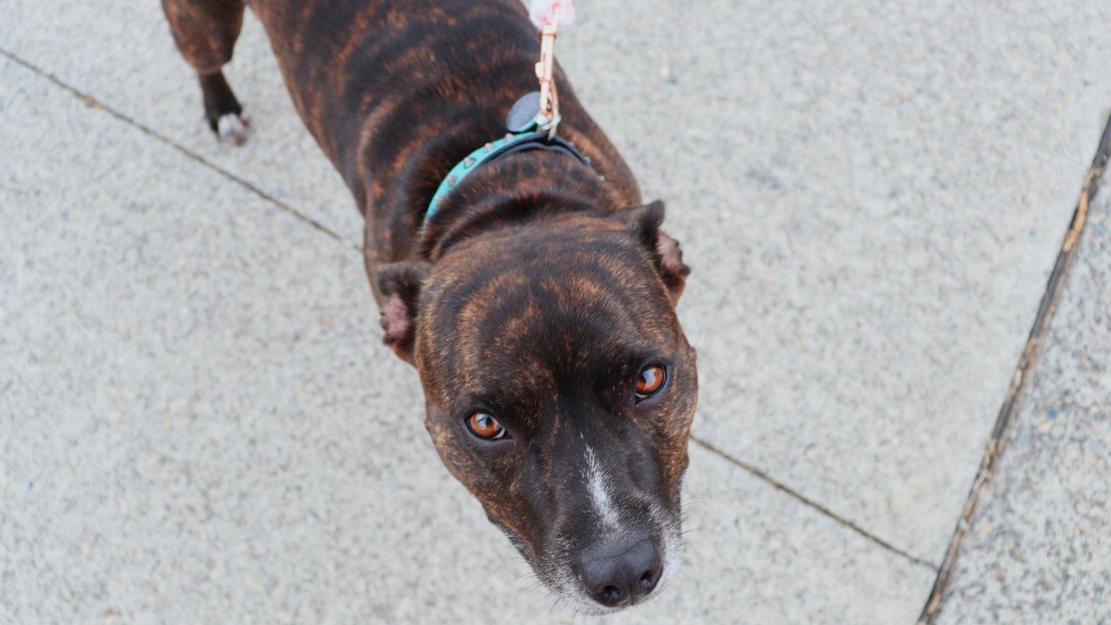A brown dog on a leash standing on a paved path.